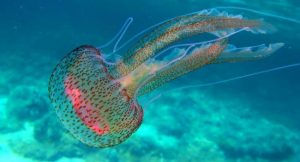 Scopri di più sull'articolo La medusa pelagia: la medusa luminosa