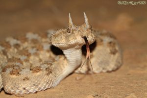 Scopri di più sull'articolo La vipera cornuta del deserto: un serpente aggressivo e velenoso