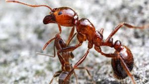 Scopri di più sull'articolo La formica di fuoco: tanto piccola quanto pericolosa