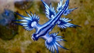 Scopri di più sull'articolo Il drago blu: la misteriosa creatura degli oceani