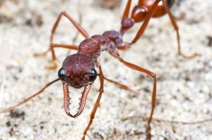 Scopri di più sull'articolo La formica bulldog: una formica gigante e pericolosa