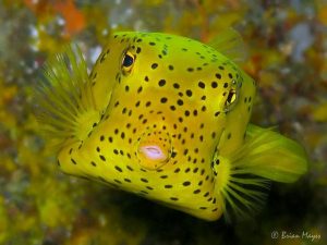 Scopri di più sull'articolo Pesce cubo: il pesce scatola giallo