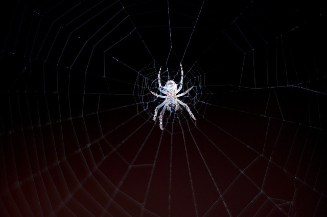 Al momento stai visualizzando Il ragno bianco