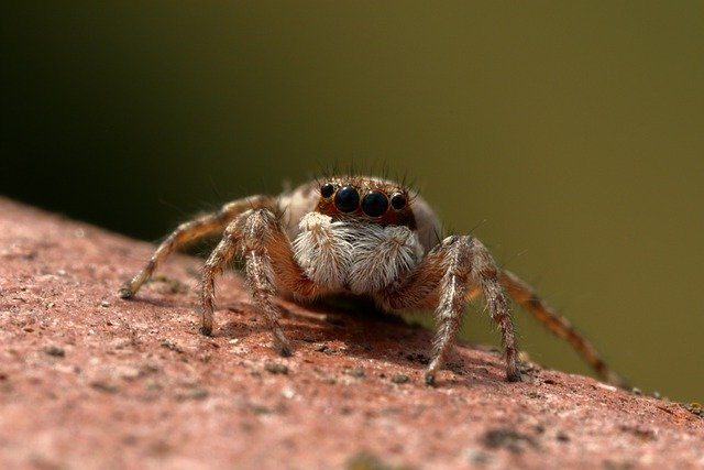 Al momento stai visualizzando Il ragno saltatore: il ragno dagli occhioni dolci