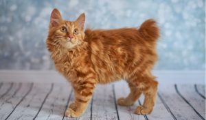 Scopri di più sull'articolo American Bobtail: il gatto dalla coda corta