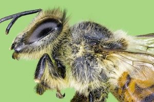 Scopri di più sull'articolo L’ape assassina: un insetto “creato” dall’uomo