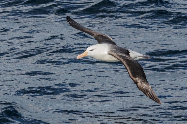 Al momento stai visualizzando L’albatro urlatore: l’apertura alare più grande del mondo