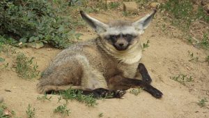 Scopri di più sull'articolo L’Otocione: la volpe dalle orecchie di pipistrello