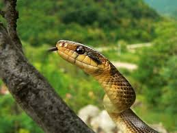 Scopri di più sull'articolo Colubro di Esculapio: serpente non velenoso, ma stritolatore