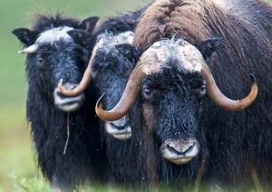 Scopri di più sull'articolo Il Bue Muschiato: Il bovino dalla folta pelliccia, re della tundra