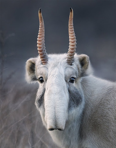 Al momento stai visualizzando Saiga della Russia: l’antilope dal naso a forma di proboscide