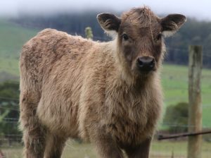 Scopri di più sull'articolo Il Beefalo: possente incrocio tra bufalo e toro