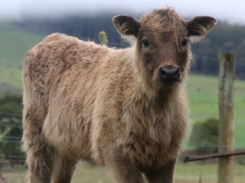 Al momento stai visualizzando Il Beefalo: possente incrocio tra bufalo e toro