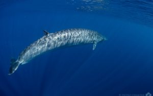 Scopri di più sull'articolo La Balenottera di Bryde: il cetaceo con 3 creste sul capo