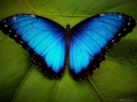 Al momento stai visualizzando Morfo Blu: la farfalla blu e nera