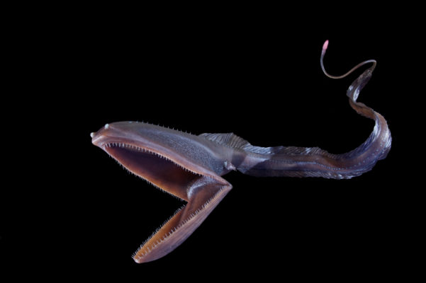 Anguilla pellicano: il misterioso pesce degli abissi - Universo Animali