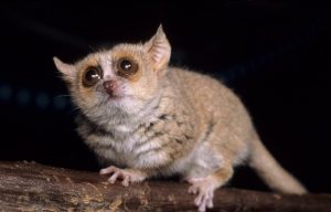 Scopri di più sull'articolo Microcebo pigmeo: il lemure del Madagascar