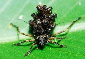 Scopri di più sull'articolo Acanthaspis petax : L’insetto assassino collezionatore di carcasse