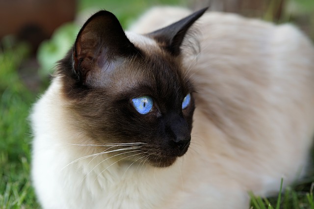 Al momento stai visualizzando Gatto Siamese: il leggendario micio dagli incredibili occhi blu