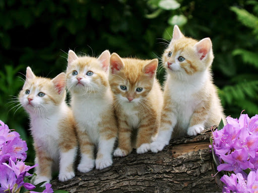 Al momento stai visualizzando I 27 gattini più carini e teneri di sempre!