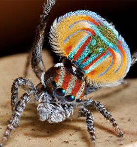 Scopri di più sull'articolo Ragno pavone: il ragno arcobaleno che danza