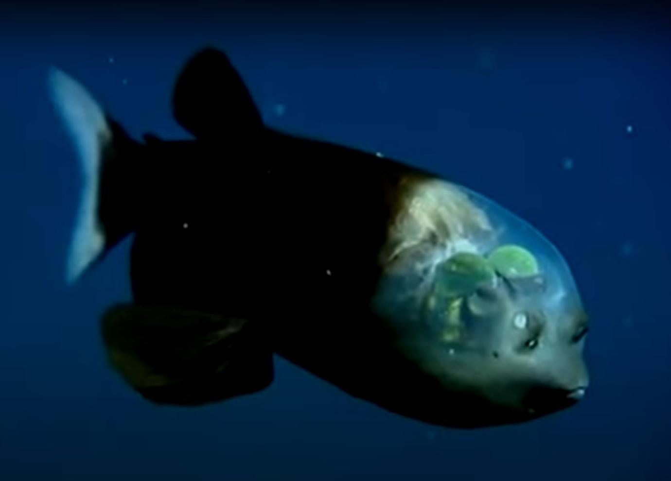 Al momento stai visualizzando Macropinna microstoma: il pesce dalla testa trasparente