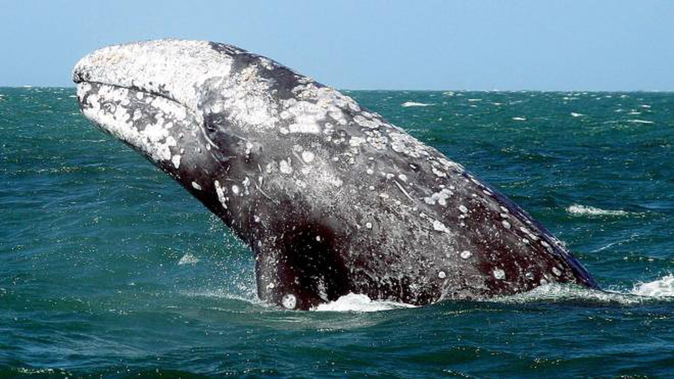 Al momento stai visualizzando Balena grigia: alla scoperta del gigante gentile
