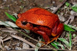 Scopri di più sull'articolo Rana Pomodoro: la rana velenosa del Madagascar