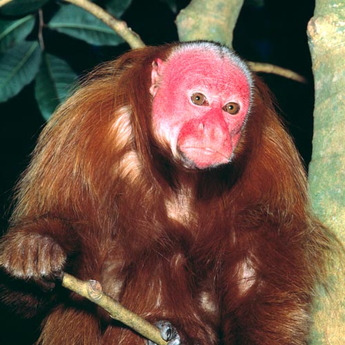 Al momento stai visualizzando Scimmia dalla faccia rossa: caratteristiche e curiosità