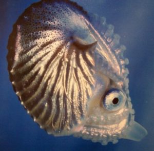 Scopri di più sull'articolo Argonauta Argo: il mollusco romantico