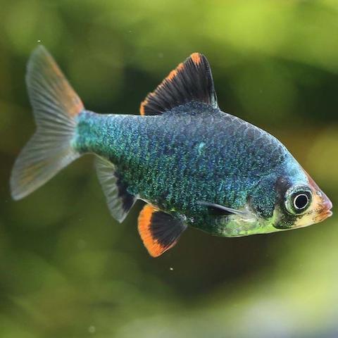 Al momento stai visualizzando Barbus: caratteristiche e curiosità sui pesci con i baffi