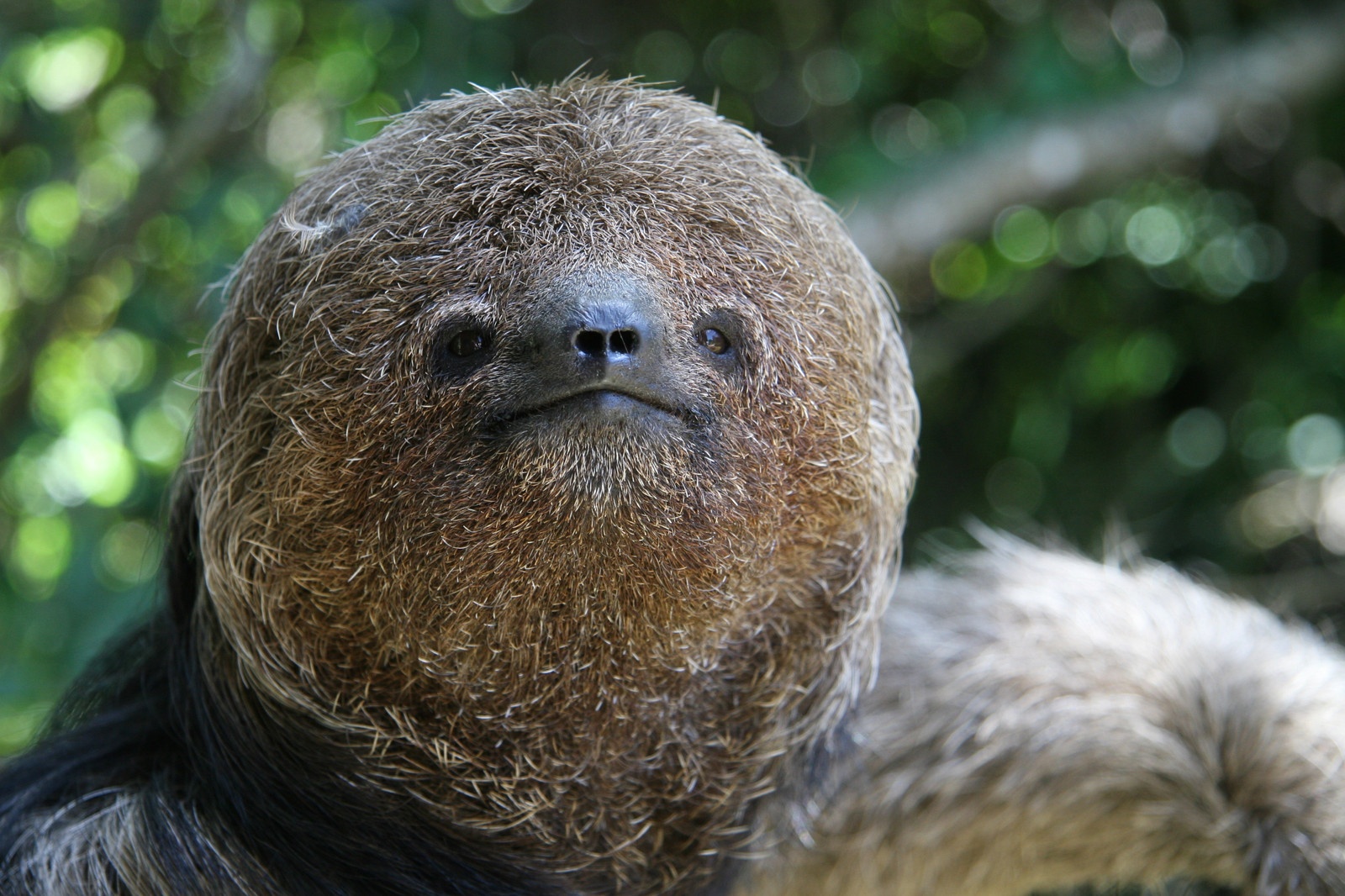 Al momento stai visualizzando Il bradipo dal cappuccio: caratteristiche e curiosità