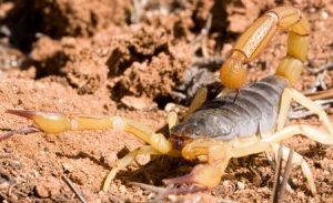 Scopri di più sull'articolo Scorpione gigante del deserto: caratteristiche e curiosità