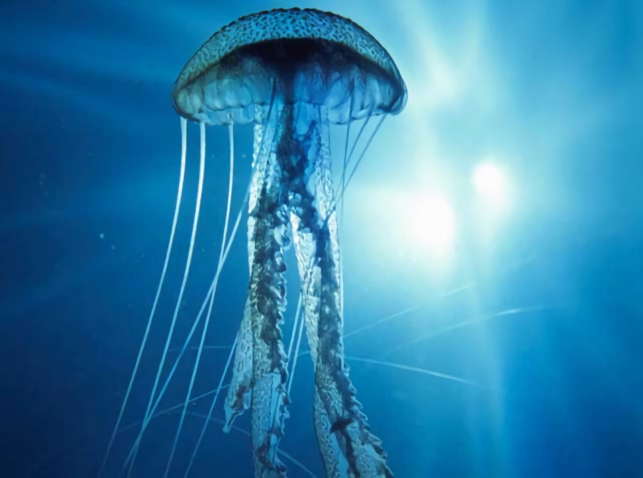Al momento stai visualizzando La velenosissima medusa “vespa di mare”