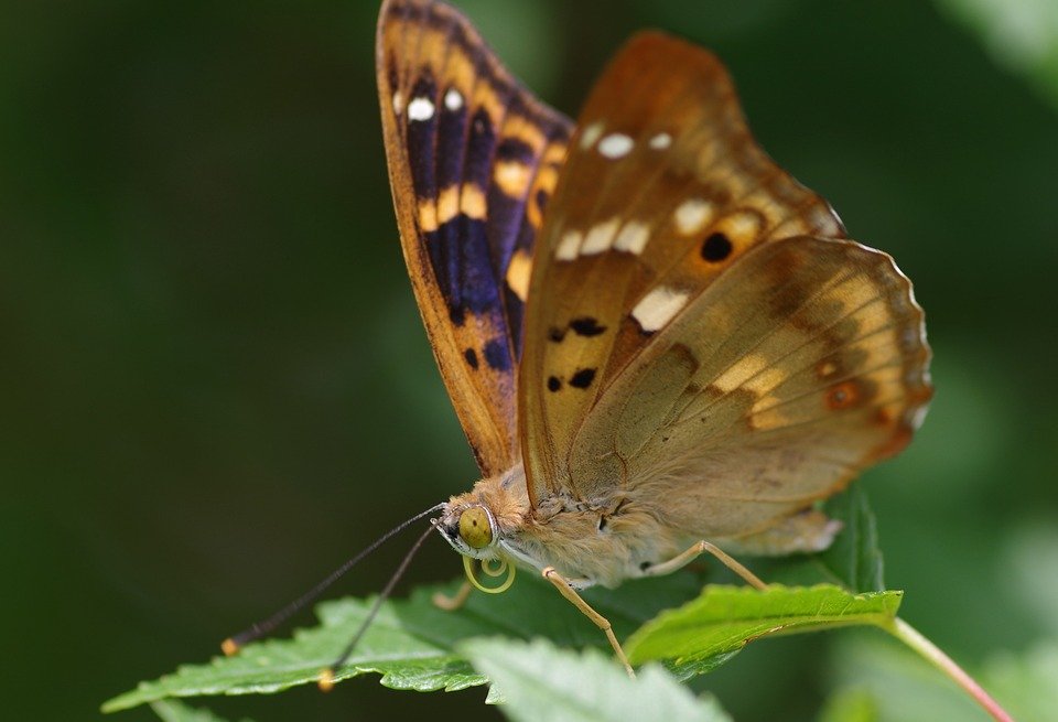 Al momento stai visualizzando La bellezza della farfalla “Imperatore Viola” e la sua grande storia