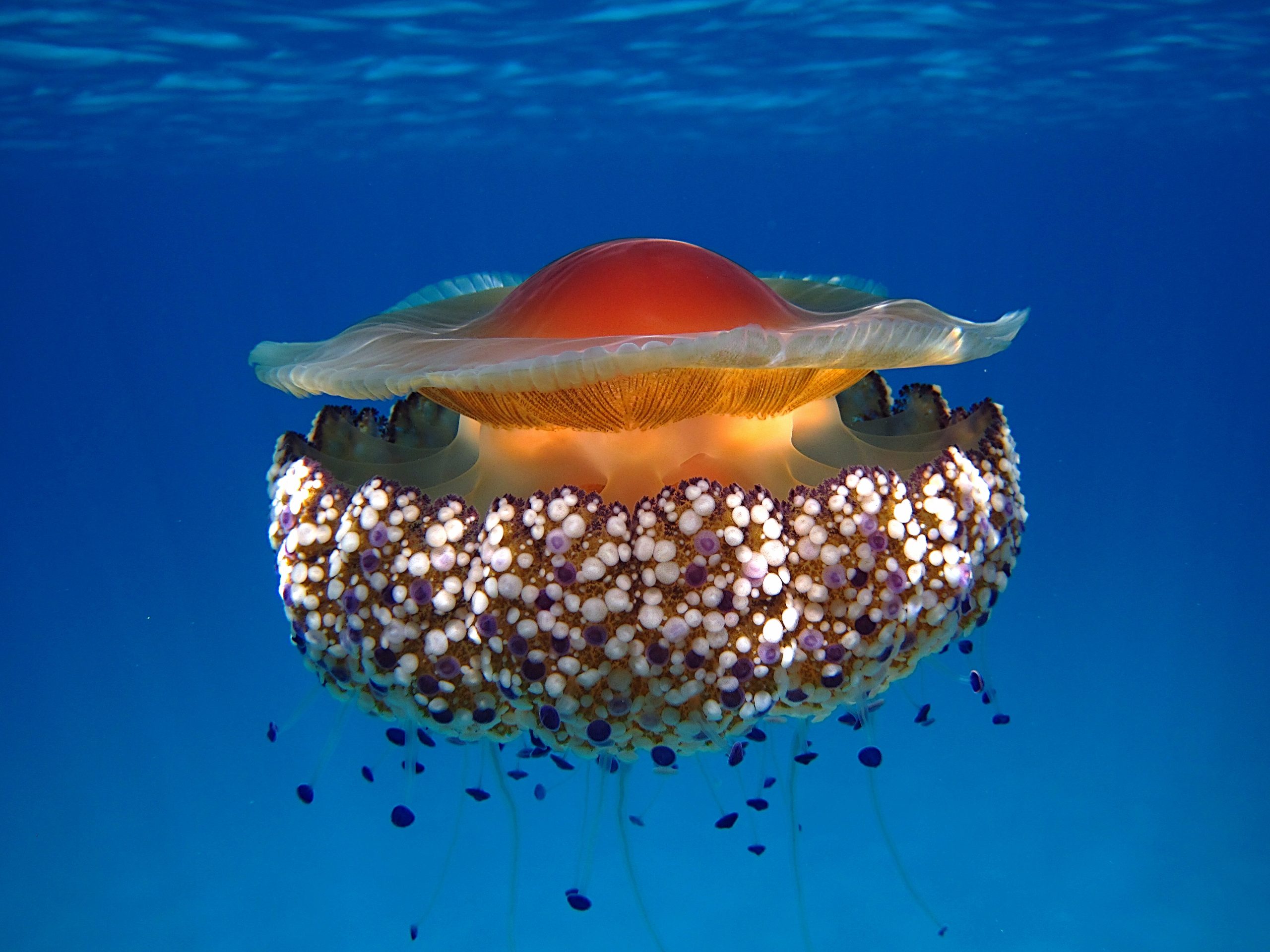 Al momento stai visualizzando Medusa Cassiopea: la “ballerina” del Mar Mediterraneo