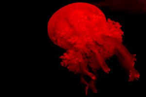 Scopri di più sull'articolo La grande medusa rossa: una scoperta risalente ai primi anni 2000