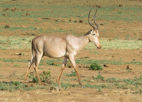 Al momento stai visualizzando Damalisco di Hunter: la dolce antilope africana