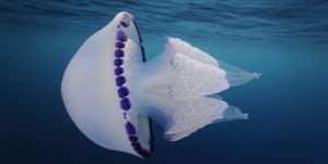 Scopri di più sull'articolo Il polmone di mare: caratteristiche della “medusa barile”
