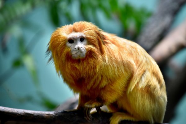 Al momento stai visualizzando Tamarino leone dorato: la piccola scimmia del Brasile