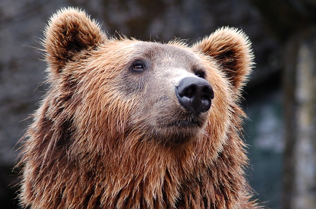 Al momento stai visualizzando Orso Grizzly: caratteristiche e curiosità