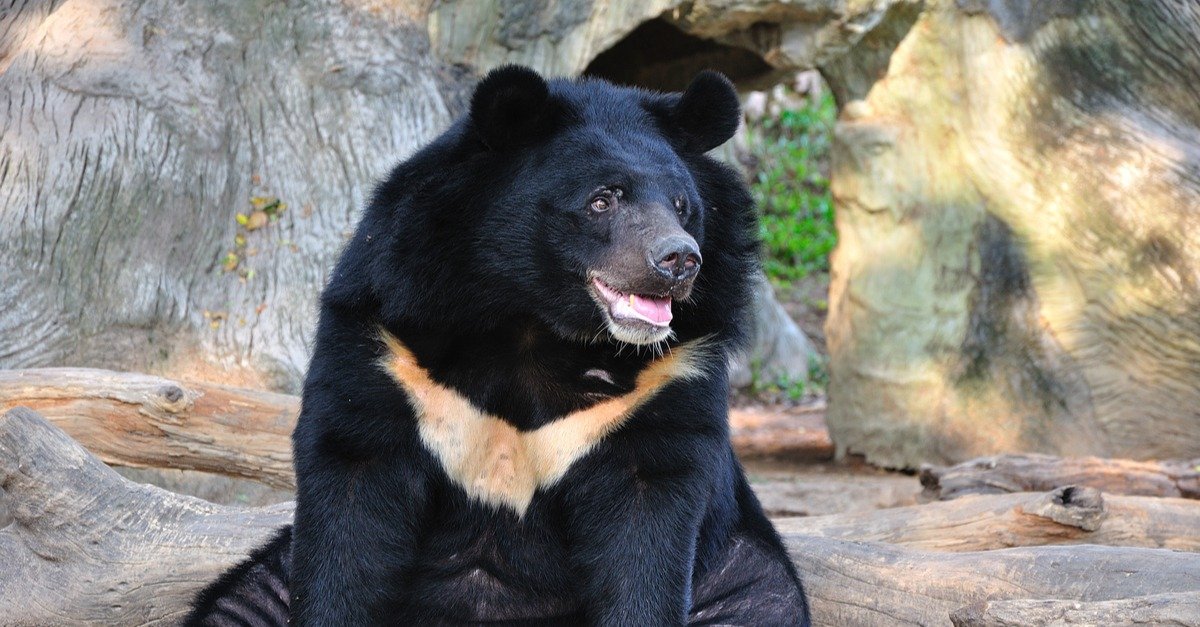 Al momento stai visualizzando L’orso tibetano (o orso dal collare): una specie a rischio d’estinzione