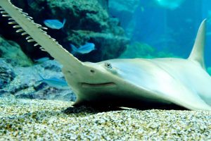 Scopri di più sull'articolo Squalo sega: lo “strano” squalo e la sua arma