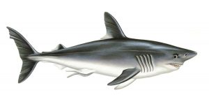 Scopri di più sull'articolo Squalo smeriglio: lo squalo spacciato per pesce spada